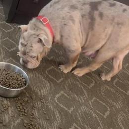 English Bulldog Female Ready Today, Due in Heat 2/5/26 in Cleveland, oh