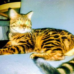 Bengal Cat - 10 Months Old Male in Philadelphia, pa