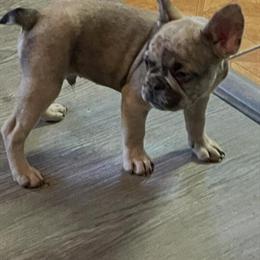 AKC-registered French Bulldog male available for adoption in Tampa, fl