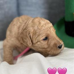 RED Mini Goldendoodle Available in Toledo, Ohio in Toledo, oh