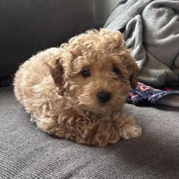 Male Mini Poodle Puppy, 9 Weeks Old, Vet Checked in Glen Burnie, md