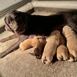 Adult Labrador Retrievers for Breeding in Berne, in