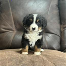 Bernese Mountain Dog Puppies Available in Berne, in