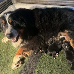 Bernese Mountain Dog Male Available for Breeding in Berne, in