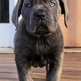 Cane Corso Female Pup Available - AKC Blue Brindle in Douglasville, ga