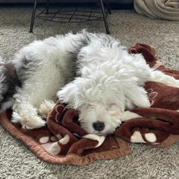 Mini Bernedoodle F2 Ready for a Forever Home in Churubusco, in