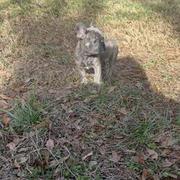 Female Blue/Brindle French Bulldog Puppy – 12 Weeks – AKC – Vaccinated in Piedmont, sc