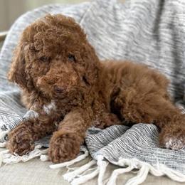 Goldendoodle Male Available in Warsaw, Ohio in Mansfield, oh