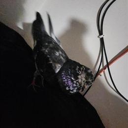 Pigeon named Steve needs a new home in Bay City, mi