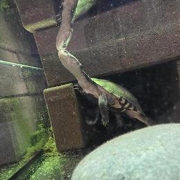 African Sideneck Turtle with Complete Setup for Adoption in Bay City, mi