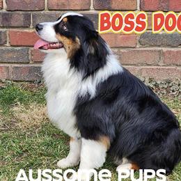 Standard Australian Shepherd Male Stud Service Available in Lakeville, in