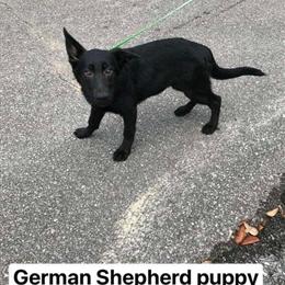 German Shepherd Puppies Available: Solid Black and Black Tan in Niceville, fl