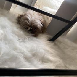 Rehome Sweet 6-Month-Old Puppy in Minneapolis, mn