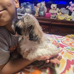 Male Shih Tzu Puppies Ready for Adoption in Stroudsburg, pa