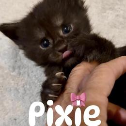 Purebred Maine Coon Kittens Available in Sarasota, fl