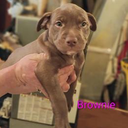 Cane Corso Puppies for Sale in Dearborn Heights, mi