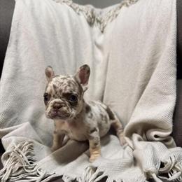 French Bulldogs Ready for Valentine's Day in Fort Worth, tx