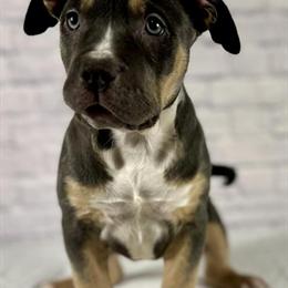 Female XL American Bully Ready for Forever Home in Berwyn, il