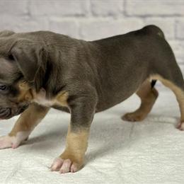 XL American Bully Male Puppy Ready for a Forever Home in Berwyn, il