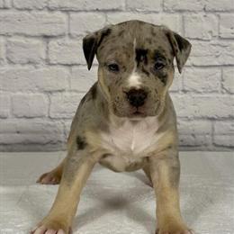 XL American Bully Female Puppy Ready for Forever Home in Berwyn, il