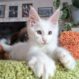 Maine Coons Ready for Reservation in April in Hummelstown, pa