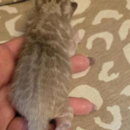 Silver Snow Mink Bengal Boy - TICA Registered in Hummelstown, pa