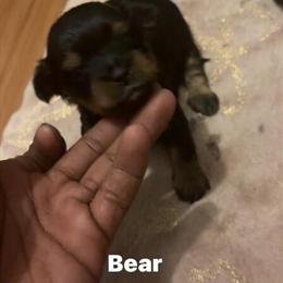 Teacup Yorkshire Terriers for Sale in Montgomery, al