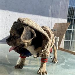 6-Month-Old French Bulldog Looking for a New Home in San Jose, ca