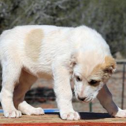 Central Asian Shepherd Puppies - Last Ones Available in Prescott, az
