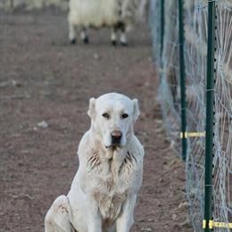 Last Central Asian Shepherd Puppy Available for $2500 in Prescott, az