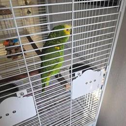 Male Blue Front Parrot, 2 Years Old, Tame with New Cage for $1750 in Miami, fl