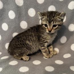 Highlander Kittens Ready for Adoption in Troy, al