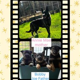 German Shepherd Puppies Looking for Forever Homes in Raleigh, nc