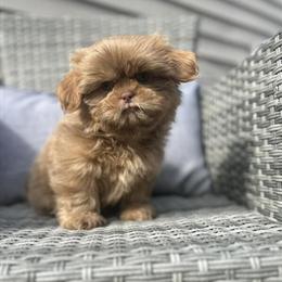 Lavender Shih Tzu Stud - AKC/CKC Registered in Roseville, mi