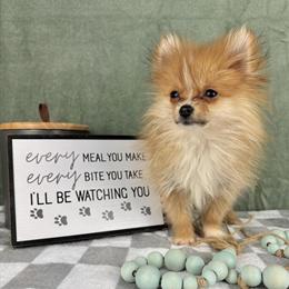 Pomeranian Puppies Ready for Forever Homes in Indianapolis, in