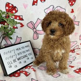 Mini Goldendoodle Puppies Ready for Forever Homes in Indianapolis, in