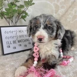 Mini Bernedoodle Puppies Ready for Forever Homes in Indianapolis, in