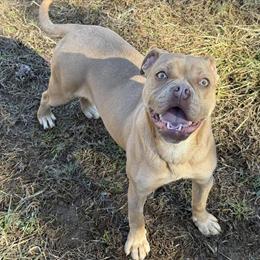 Olde English Bulldogge Female from Heavy American Lines in Richmond, va