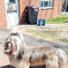 Shih Tzu Stud Available for Breeding in Roseville, mi