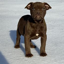 Olde English Bulldogge Puppies Available Now in Richmond, va