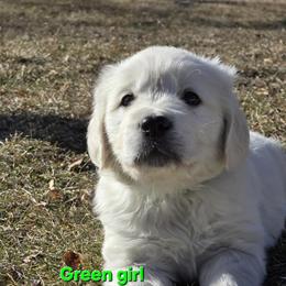 English Cream Golden Retriever Puppies Available in Milwaukee, wi