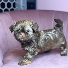 Shih Tzu Female Puppy Ready for New Home in Roseville, mi