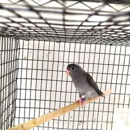 Mauve Male Parrotlet for Sale - $425 in New Port Richey, fl
