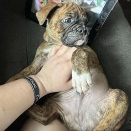 Boxton puppies ready for forever homes in Puyallup, wa