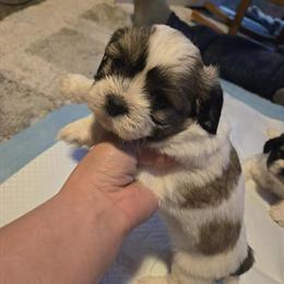 Shih Tzu Puppies - 2 Males and 2 Females Available in Green Bay, wi