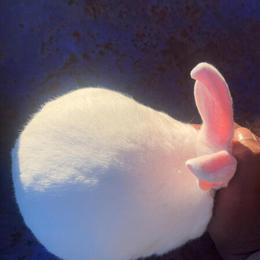 New Zealand Junior Does for Adoption in San Antonio, tx