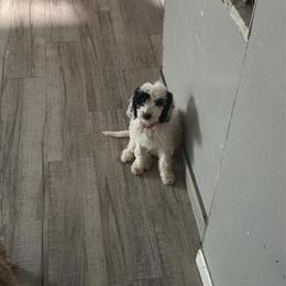 Golden Doodle Boy for Adoption in Mesa, az