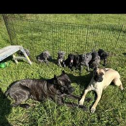 Cane Corso Puppies for Sale in West Jefferson, nc