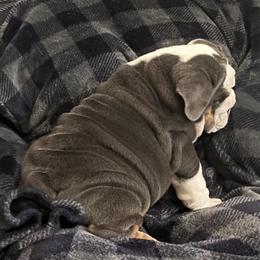 AKC Male American Bully - Handsome Blue Tri in Statham, ga