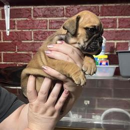 Bulldog puppies available for adoption in Statham, ga